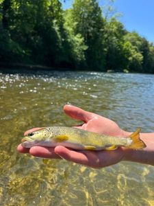 Brown Trout