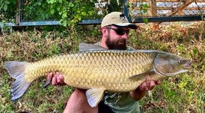 Grass Carp