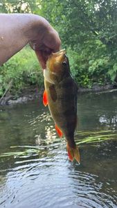 European Perch