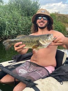 Largemouth Bass