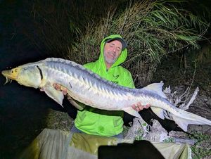 Starry Sturgeon
