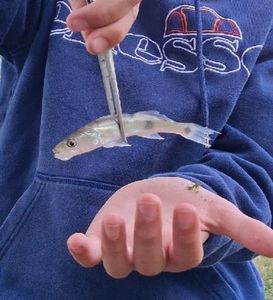 Smallmouth Bass