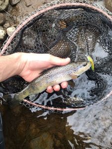 Brown Trout