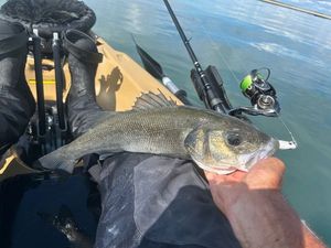 European Bass (Seabass)