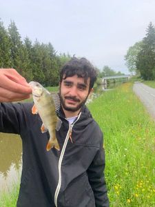 European Perch