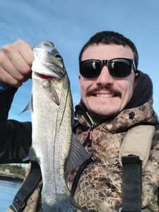 European Bass (Seabass)