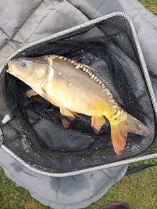 Leather Carp