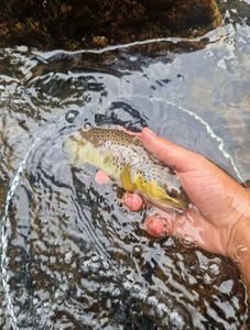 Brown Trout