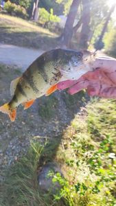 European Perch