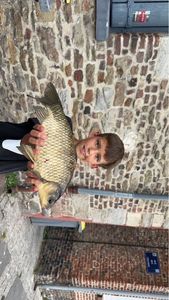 Crucian Carp
