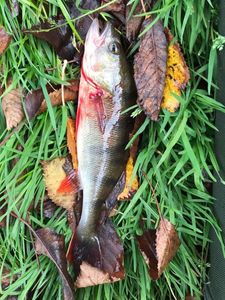 European Perch