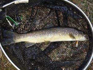 Brown Trout