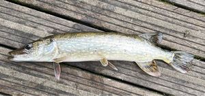 Northern Pike