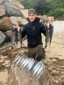 European Bass (Seabass)