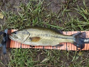 Black Bass (Achigan à Grande Bouche)