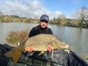 Common Carp