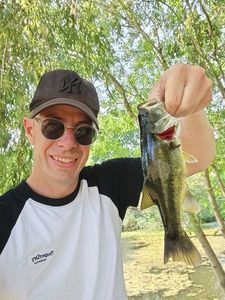 Largemouth Bass