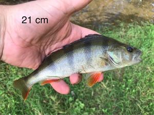 European Perch