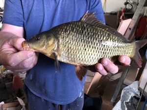 Common Carp