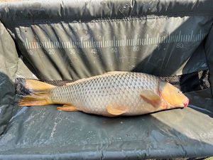 Common Carp