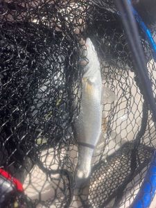 European Bass (Seabass)