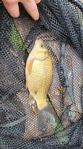 Crucian Carp