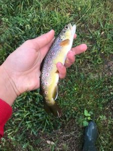 Brown Trout