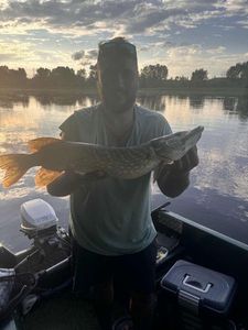Northern Pike