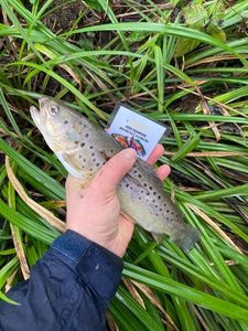 Brown Trout