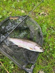 Rainbow Trout