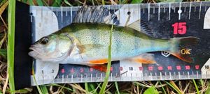 European Perch