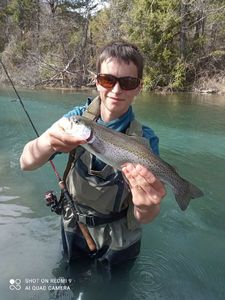 Rainbow Trout