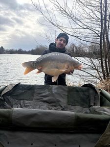 Mirror Carp