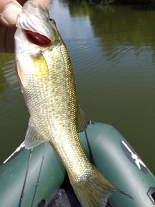 Largemouth Bass