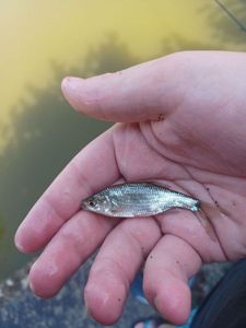 Roach