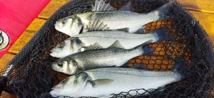 European Bass (Seabass)