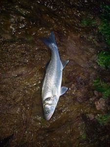 European Bass (Seabass)