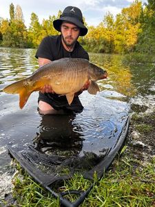 Mirror Carp