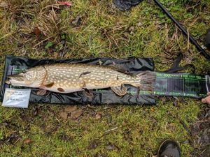 Northern Pike