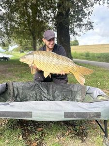 Common Carp