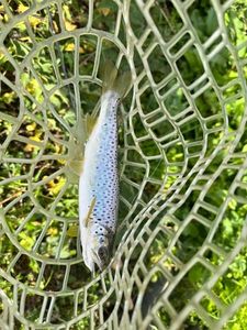 Brown Trout