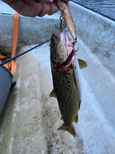 Brown Trout