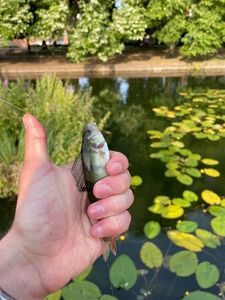 European Perch