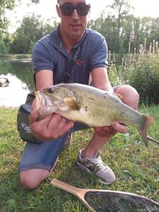 Largemouth Bass
