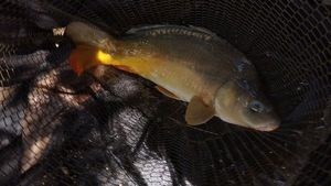 Mirror Carp