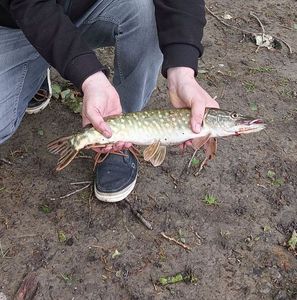 Northern Pike