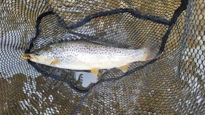 Brown Trout