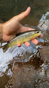 Brown Trout