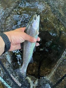 Rainbow Trout