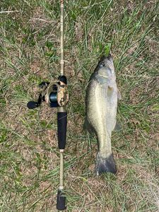 Smallmouth Bass